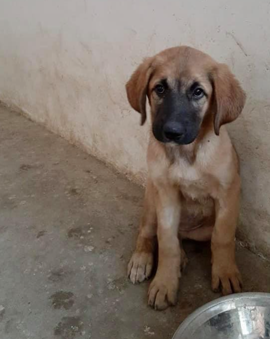 Kabul Small Animal Rescue