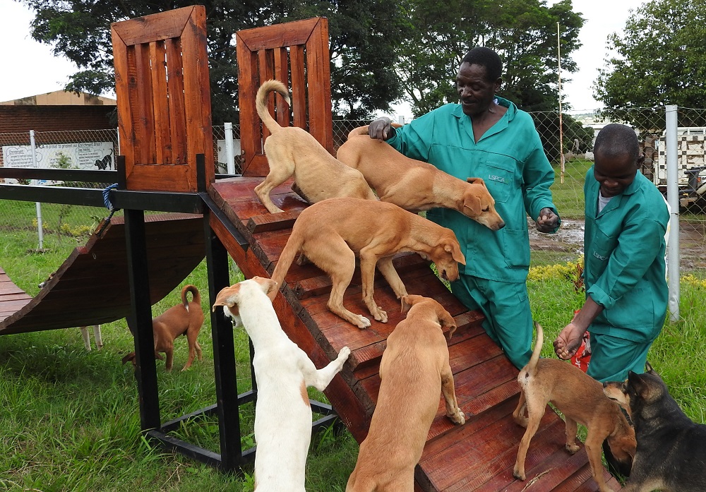 Lspca dogs sales