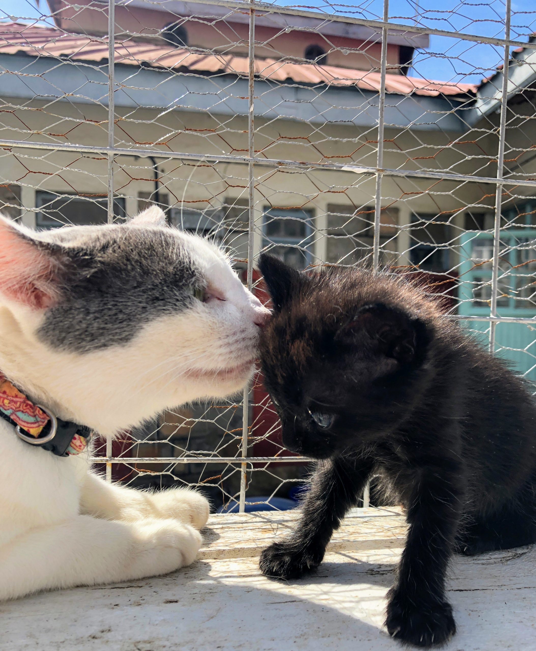 The cat house feline clearance sanctuary