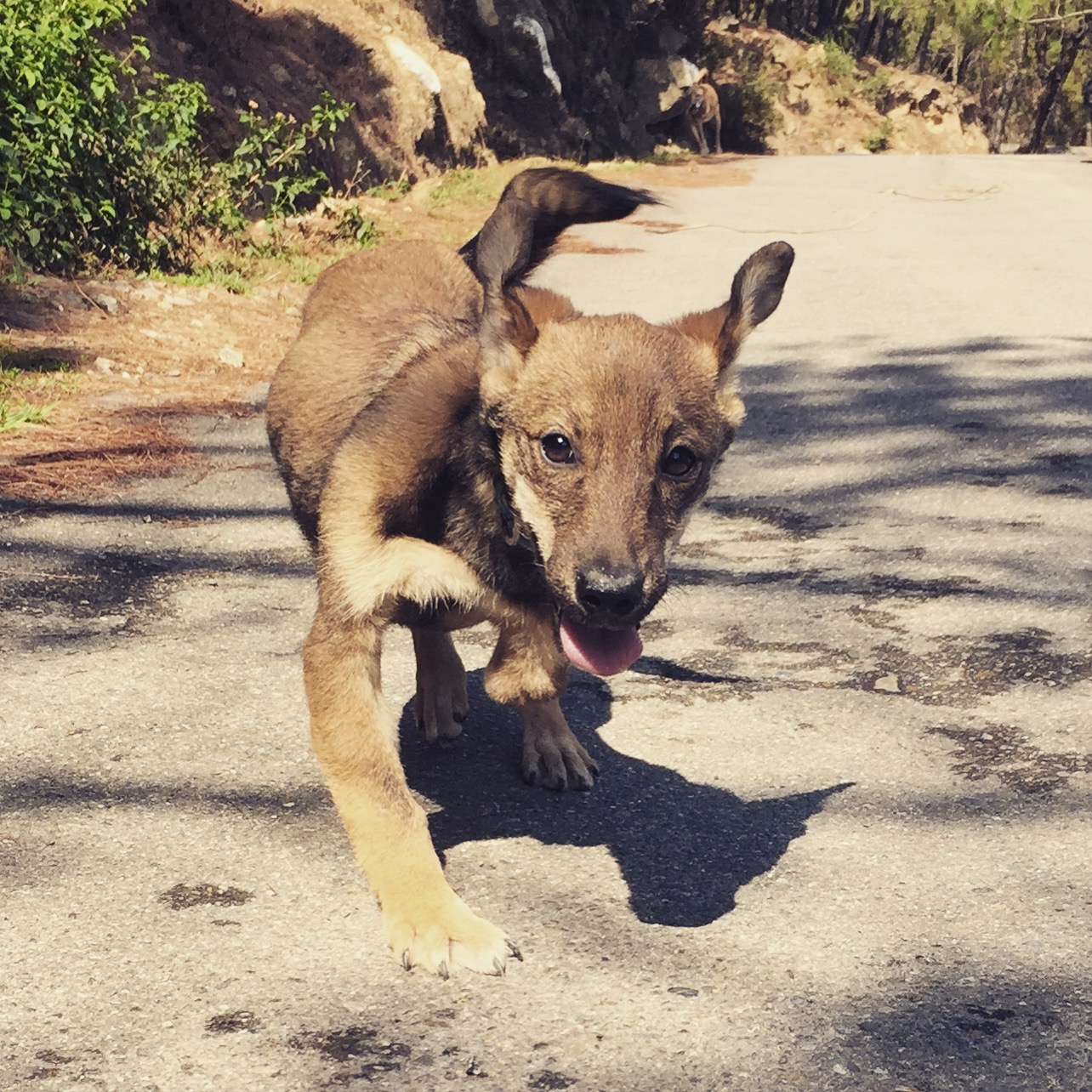 Home - Dharamsala Animal Rescue